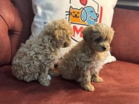 Petmode köpek çiftliğinden maltipoo yavrular