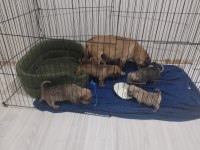 1 aylık pug anne eğitimli 3 erkek 1 dişi