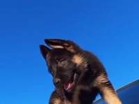 Alman çoban köpeği