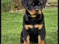 ROTTWEİLER SAF IRK