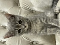 Sahiplendirme british shorthair
