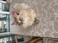 British Longhair NY25 erkek yavrumuza yuva arıyoruz.