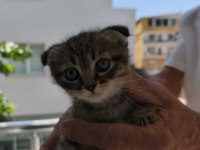 Sütten yeni kesilmiş scottish fold ve İran chinchilla yavru