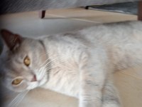 ACİL KEDİMİZ (ÜCRETSİZ)