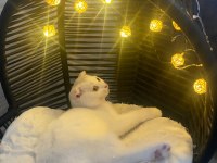 7 aylık scottish fold