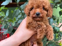 Kilo garantili toy Poodle yavrularimiz