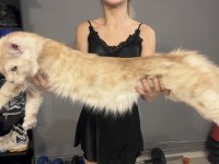 Saf kan Dev xxl boy maine coon yavruları