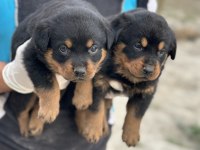 ROTTWEİLER YAVRULARI YENİ AİLELERİNİ BEKLİYOR