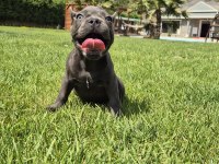 Blue French Bulldog Yavruları İstanbul 