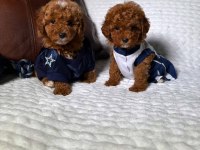 Korekan maltipoo üst seviye