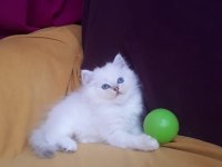 British longhair safkan disi erkek yavrularimiz