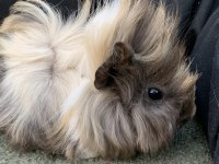 Yavru Guinea Pig