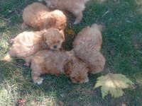 Tuvalet eğitimli maltipoo yavrular