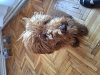 5 aylık dişi toy poodle
