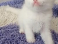 Sahibinden kedi
