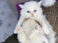 Sağlık garantili kediler ve tüm ırklar mevcuttur