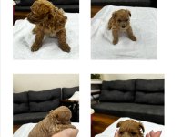 Maltipoo bebekler