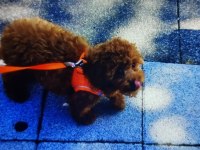 Toy Poodle orjinal