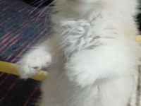 British longhair 35 günlük
