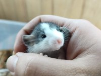 Dumbo Rat husky kepçe kulak Fethiyeden tüm şehirlere