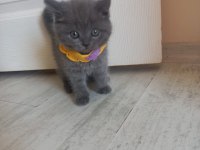 2 aylık kedimiz duman