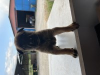 A++Belgium malinois