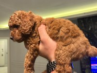 A PLUS POODLE YAVRULAR