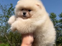 Ayı surat Pomeranian bebeğimiz