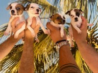 JACK RUSSELL YAVRULARIMIZ HAZIRDIR
