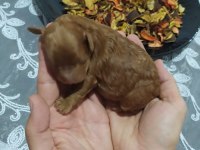 Toy poodle red