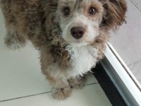 Güzel maltipoo oğlumuza eş arıyoruz