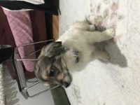 Boncuk gözlü pekinezler