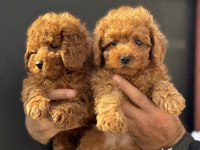Show kalite kore toy poodle yavrularımız