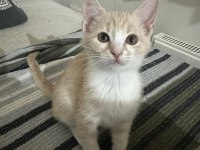 MİNİK TATLI YAVRU KEDİLERİMİZ EV ARIYOR