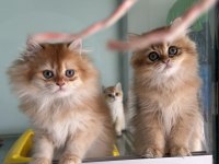 Show kalite golden longhair british yavrularımız