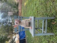 HER RENK VE TÜRDE FRENCH BULLDOG MEVCUTTUR