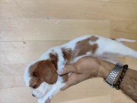 Cavalier King Charles yavrularımız
