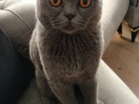Acil sahiplendirme scottish fold