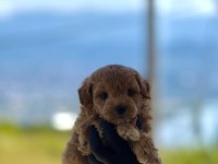 Premium Teddy Face Baby Poodle