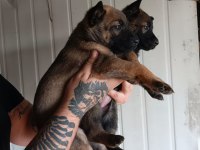 Belçika malinois yavrularımız ırk garantilidir
