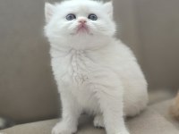 Kedimiz yurtdışındandır petshopcular ulaşmasın