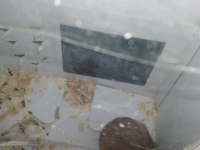 Yavru Suriye hamster bebek 2 aylık