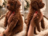 Kore Poodle Bebekler