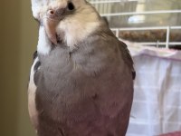9 Aylık Wf Sultan Papaganı