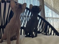 Sphynx Sfenks Yavru