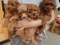 POODLE BEBEKLERİMİZ