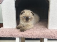 Scottish fold kedimiz yuvasını arıyor