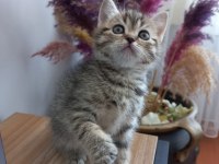 Golden black sağlıklı süper yavrular british shorthair