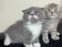safkan scottish fold yavruları