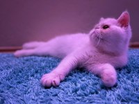 Exotic shorthair sağlıklı erkek yavrumuz